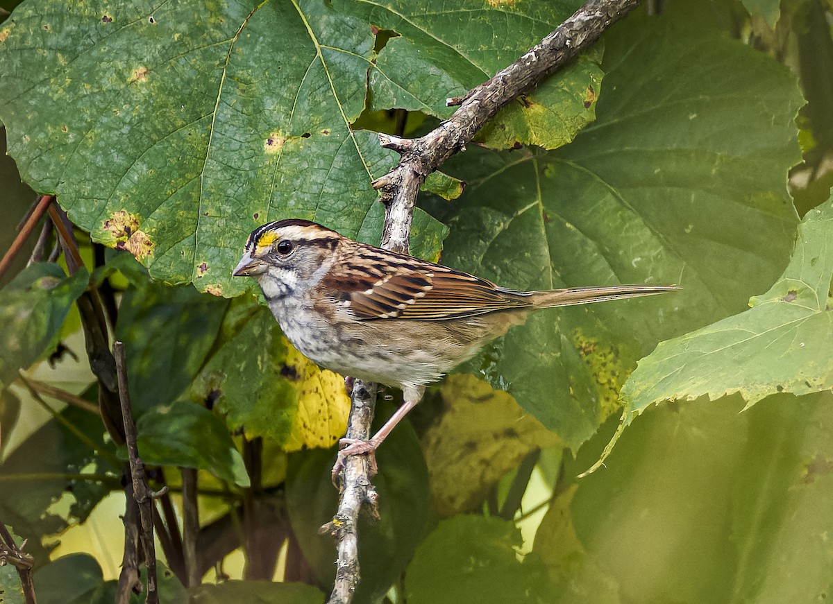 White-throated Sparrow - ML642746866