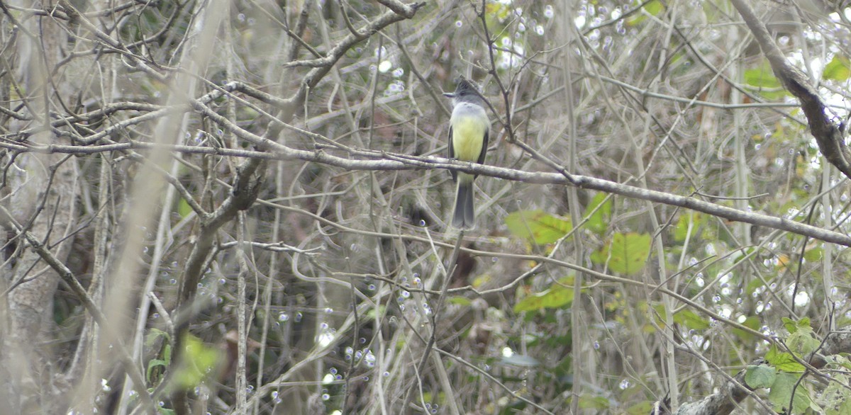 Sooty-crowned Flycatcher - ML642746903