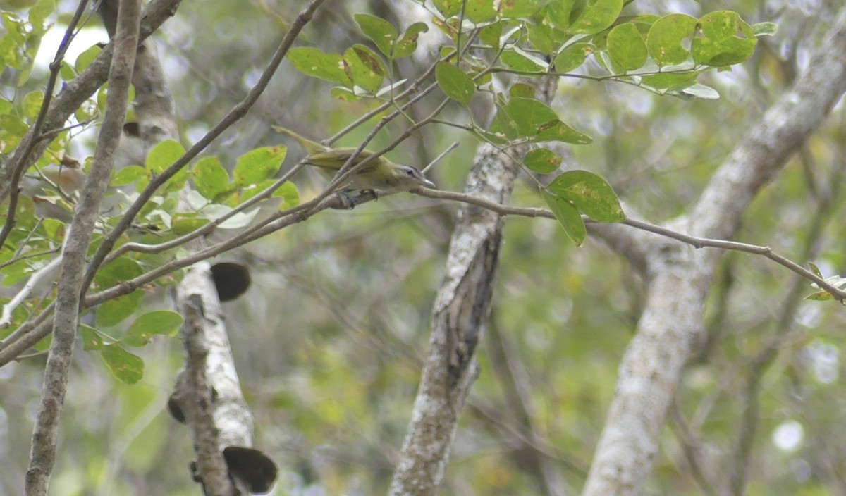Chivi Vireo - ML642746908