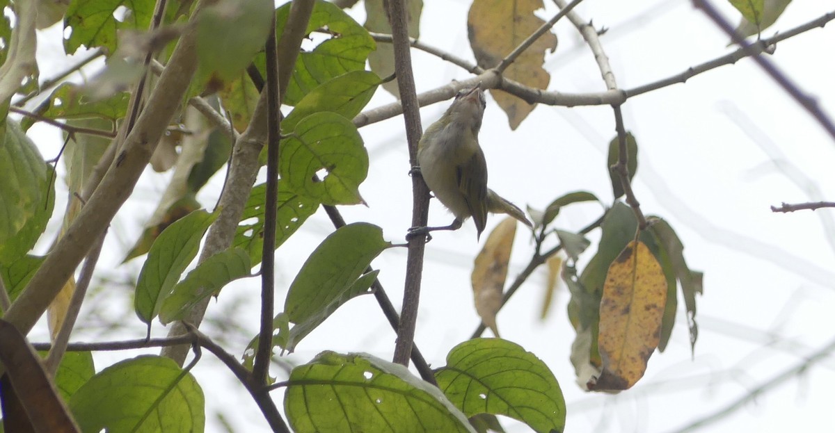 Chivi Vireo - ML642746909