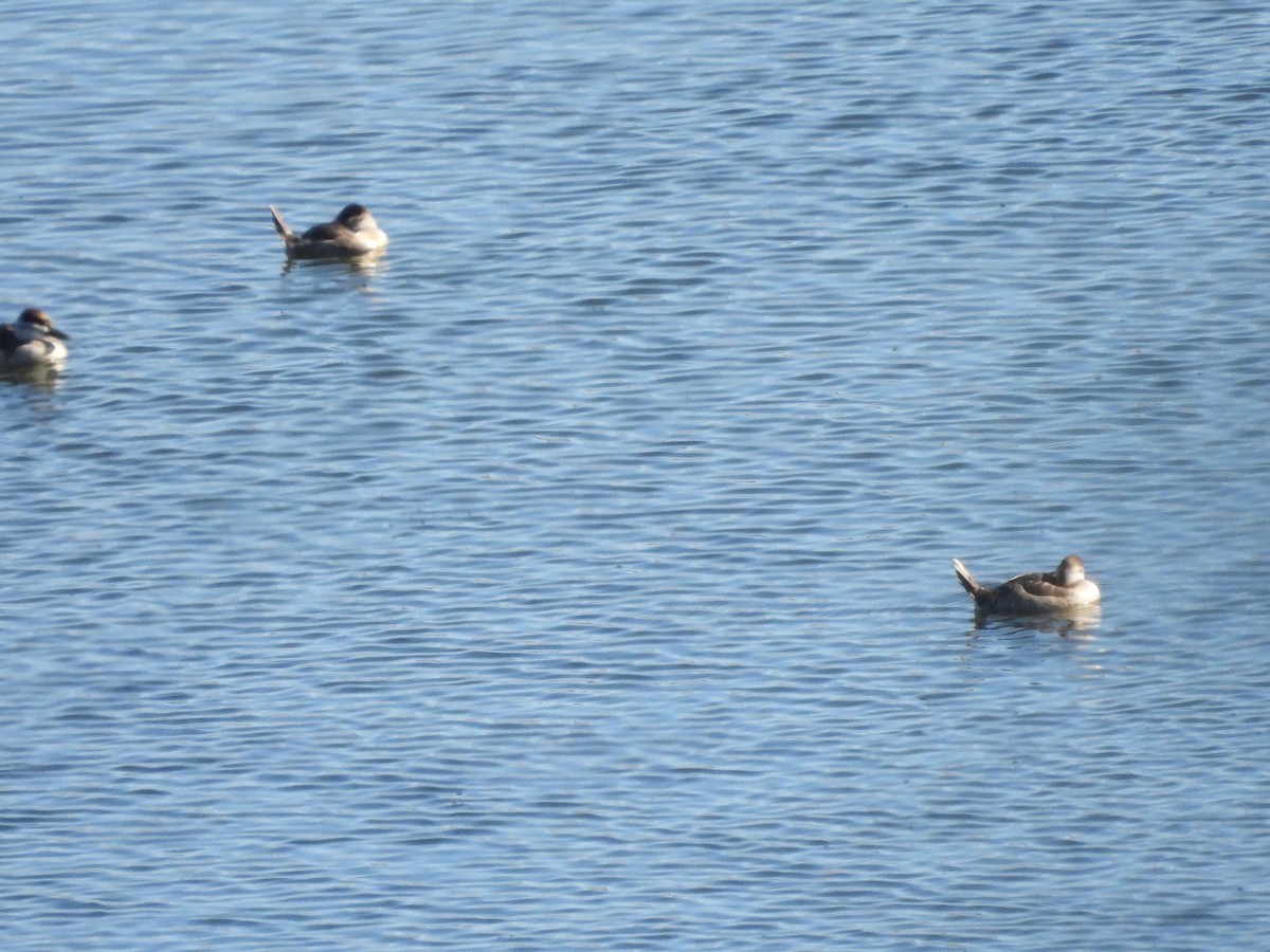Ruddy Duck - ML642746928