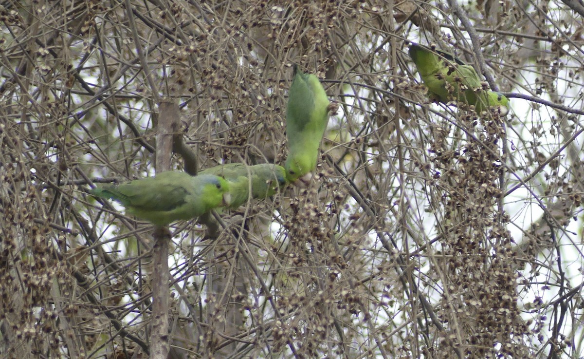 Pacific Parrotlet - ML642746936