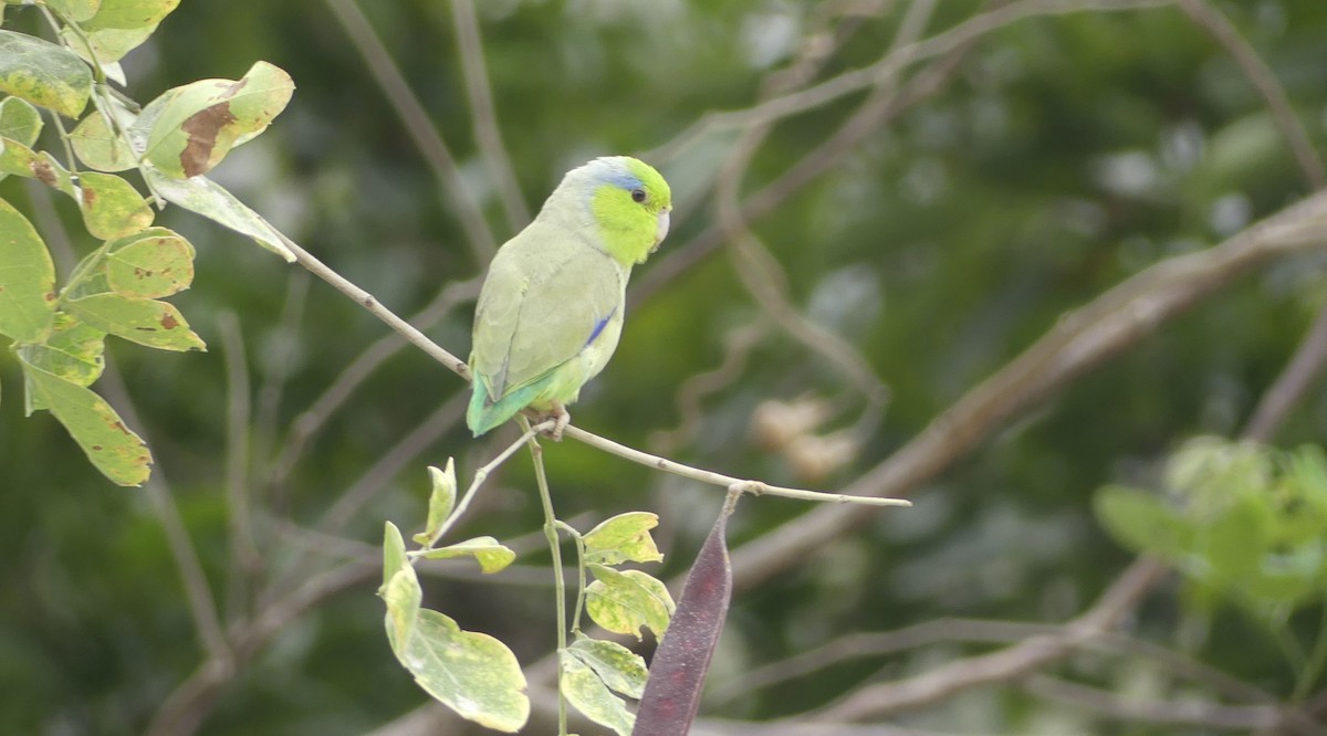 Pacific Parrotlet - ML642746937