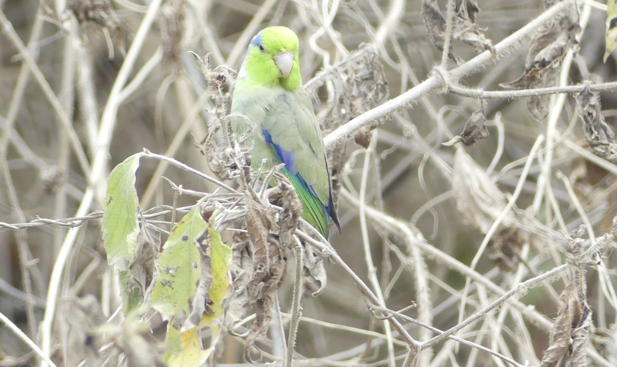 Pacific Parrotlet - ML642746938