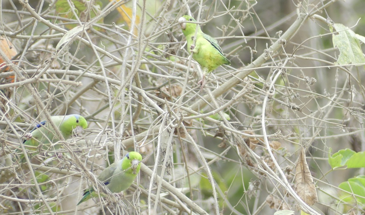 Pacific Parrotlet - ML642746939