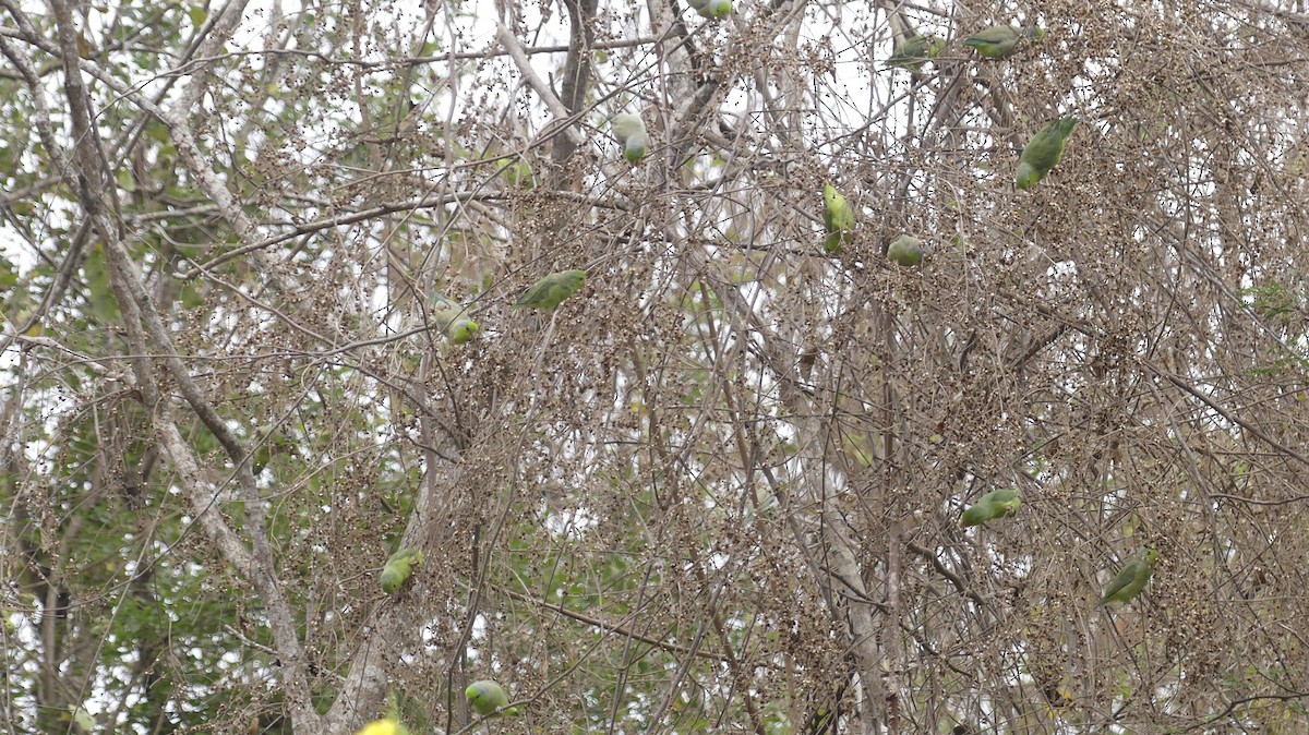Pacific Parrotlet - ML642746940