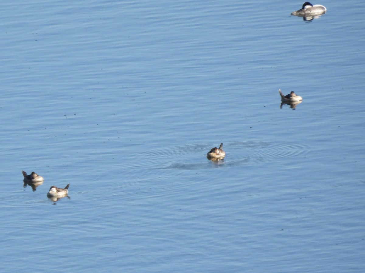 Ruddy Duck - ML642746941