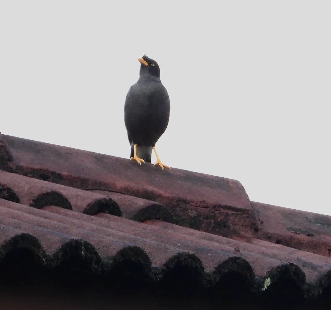 Javan Myna - ML642746942