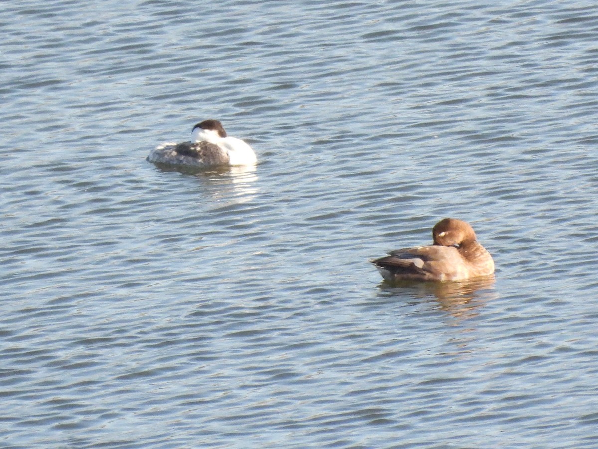 anatidé sp. (canard sp.) - ML642746947