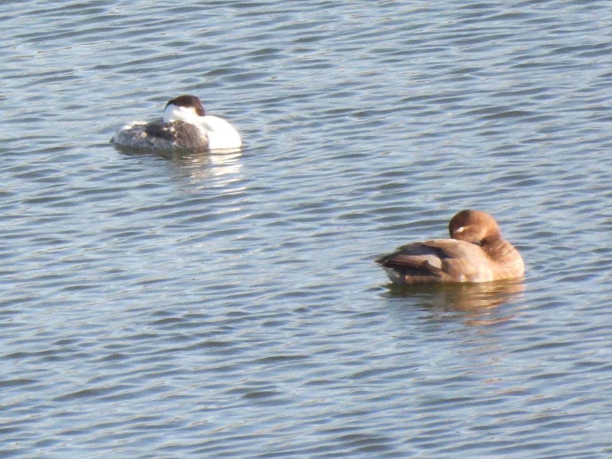 Western/Clark's Grebe - ML642746948