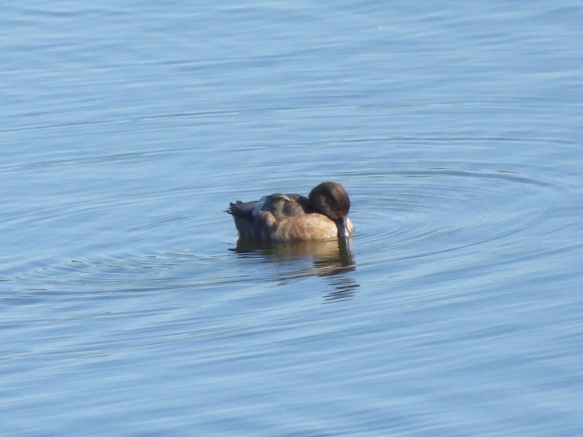 anatidé sp. (canard sp.) - ML642746951