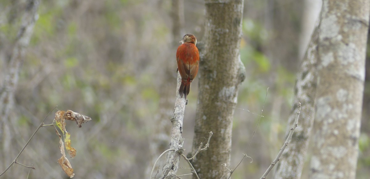 Scarlet-backed Woodpecker - ML642746959