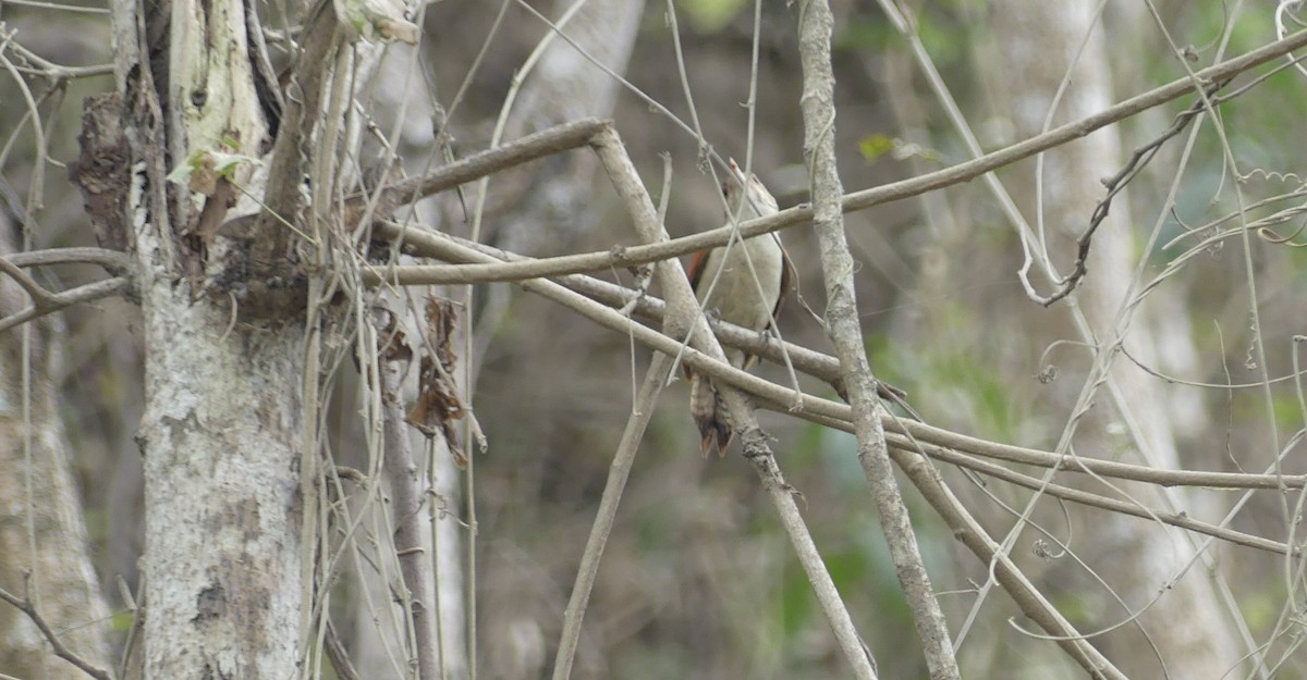 Scarlet-backed Woodpecker - ML642746960