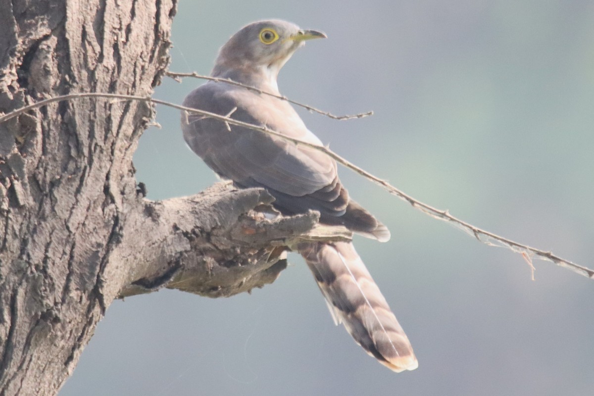 Common Hawk-Cuckoo - ML642746966