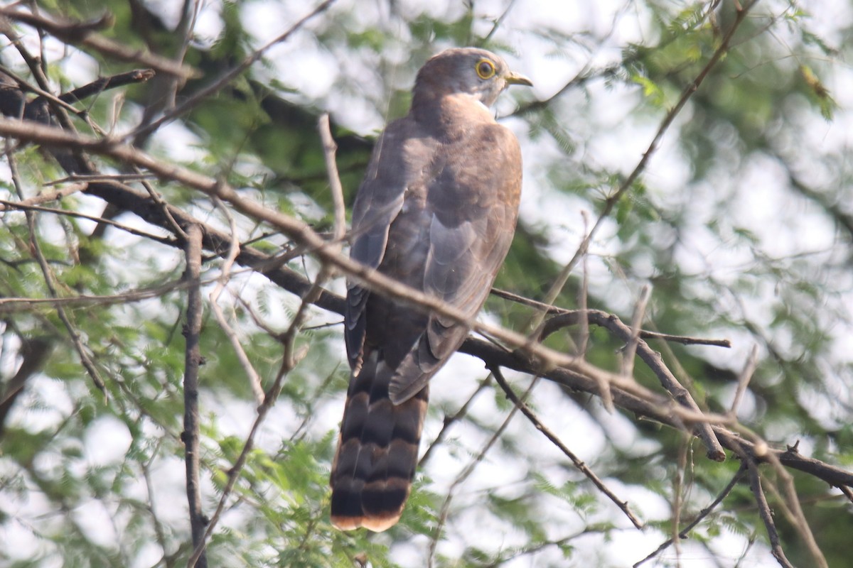 Common Hawk-Cuckoo - ML642746967