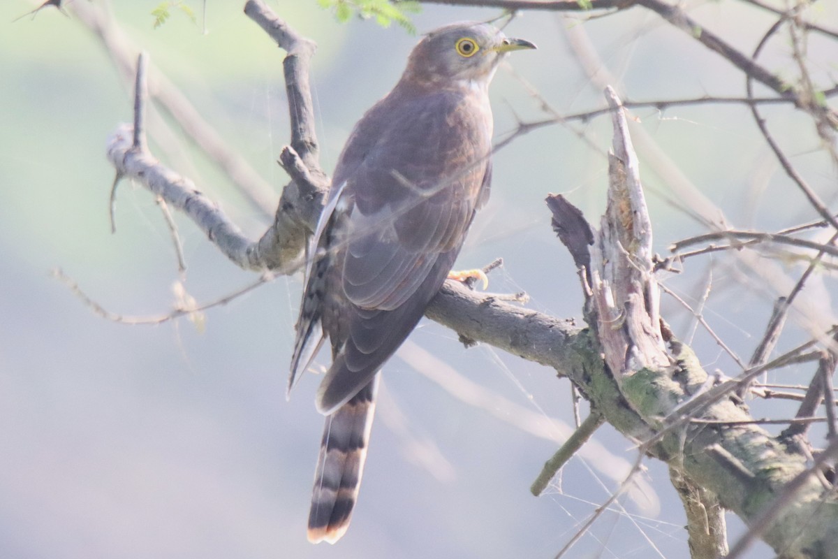 Common Hawk-Cuckoo - ML642746968