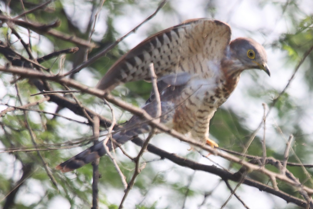 Common Hawk-Cuckoo - ML642746969