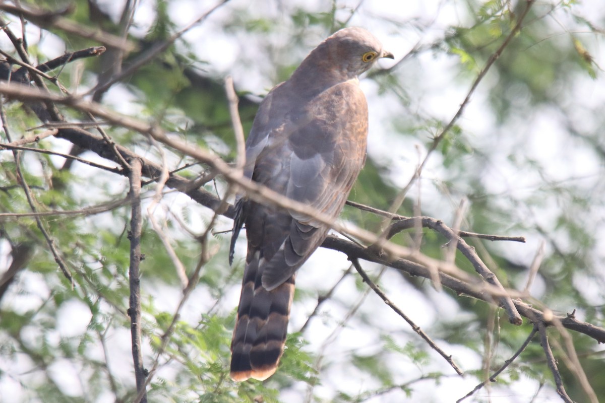 Common Hawk-Cuckoo - ML642746970