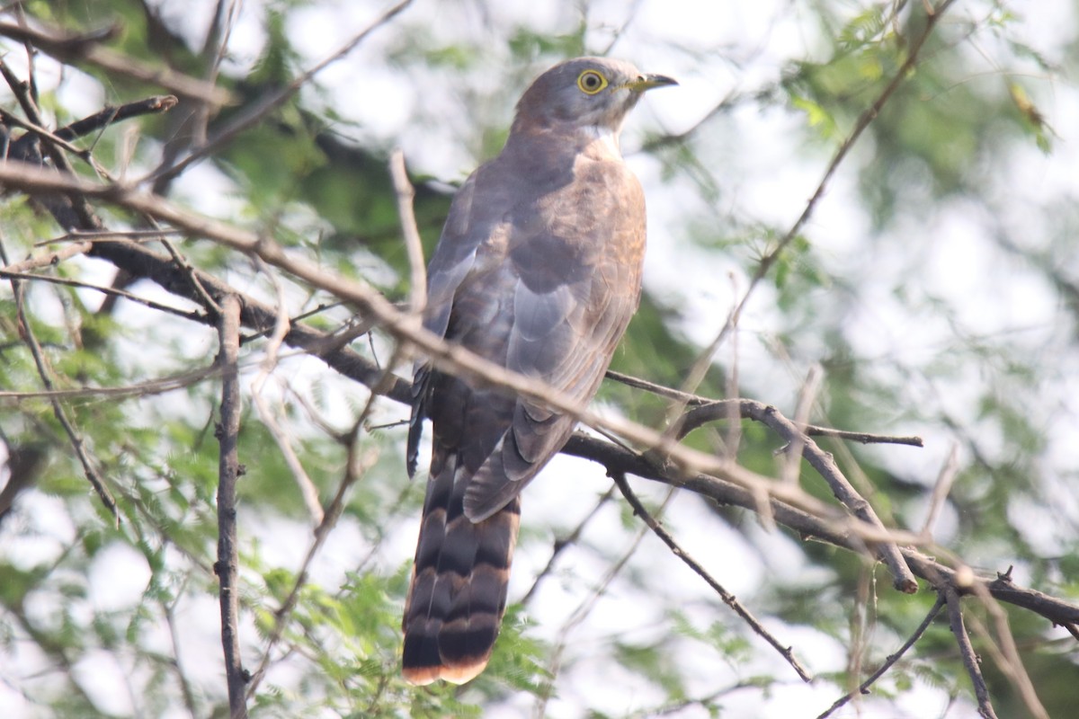 Common Hawk-Cuckoo - ML642746971