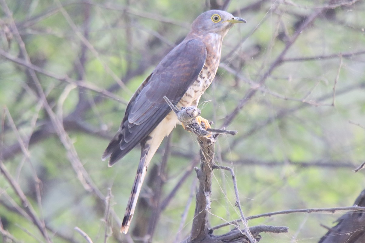 Common Hawk-Cuckoo - ML642746972