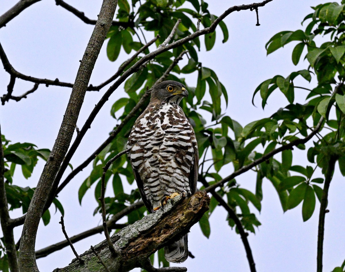 鳳頭蒼鷹 - ML642746978