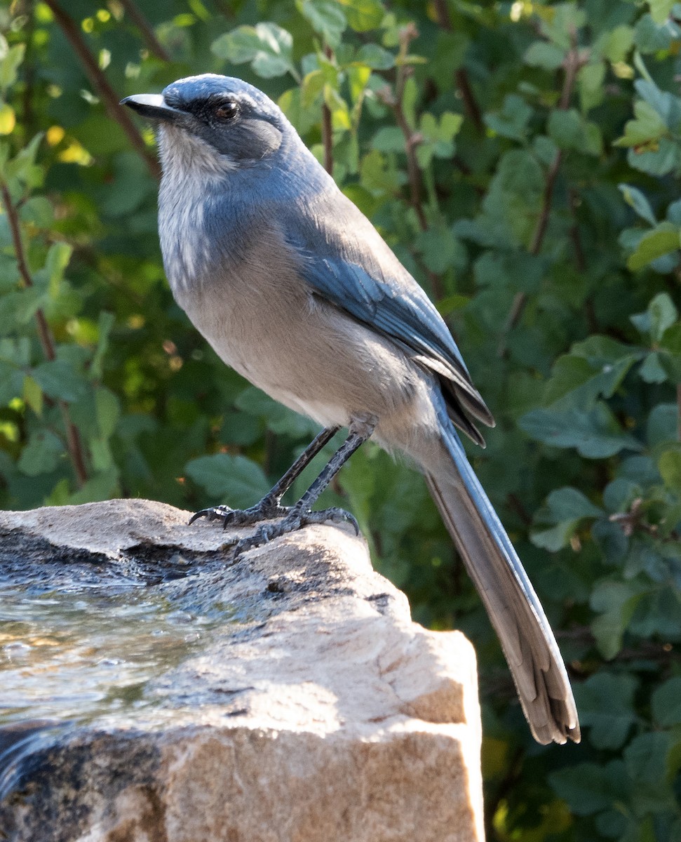 Woodhouse's Scrub-Jay - ML642746979
