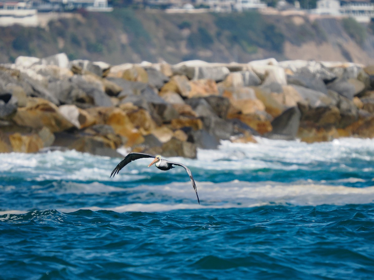 Brown Pelican - ML642746985