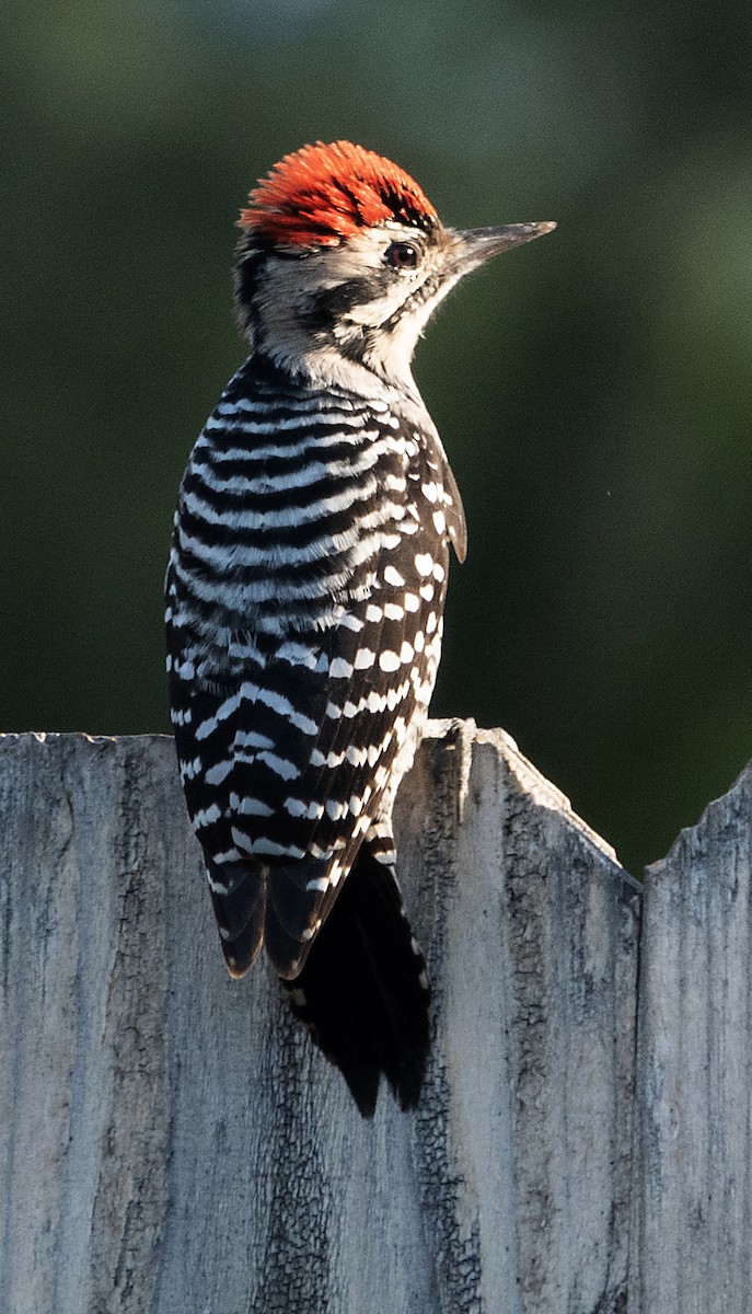 Ladder-backed Woodpecker - ML642746988