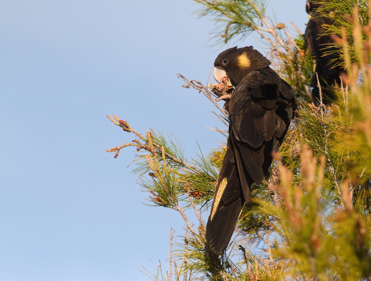 Yellow-tailed Black-Cockatoo - ML642746993