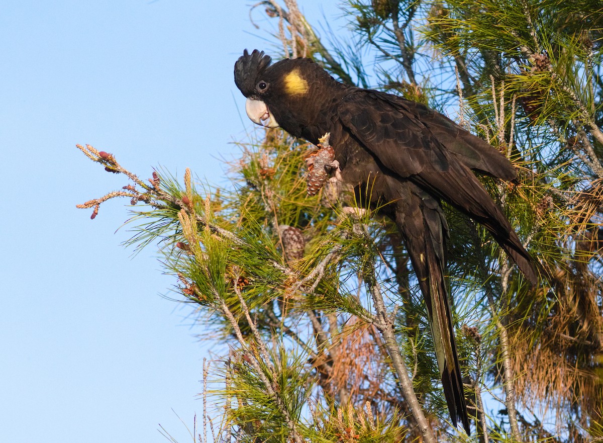 Yellow-tailed Black-Cockatoo - ML642746994