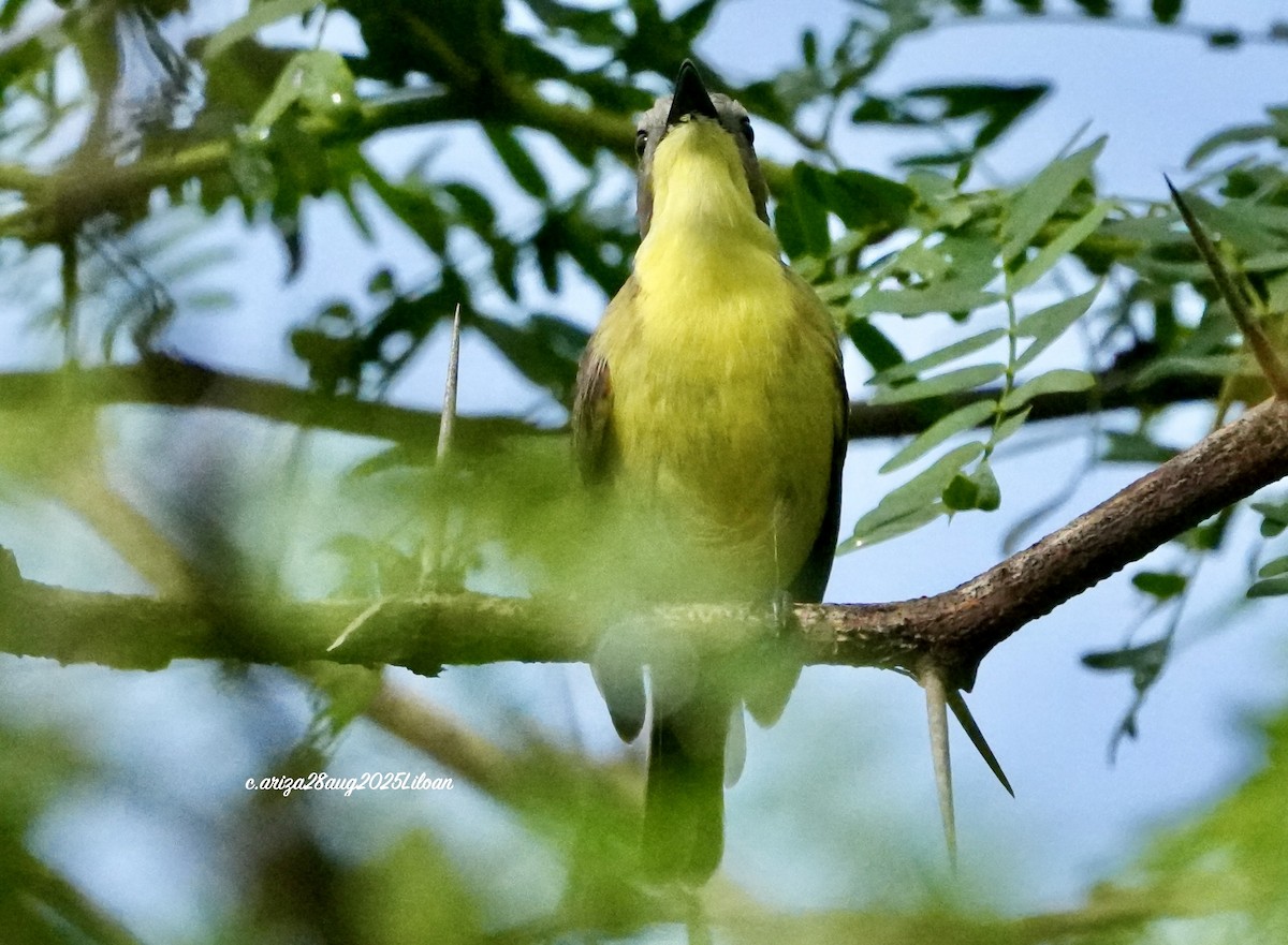 Golden-bellied Gerygone - ML642746997