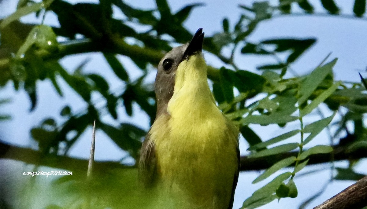 Golden-bellied Gerygone - ML642746998
