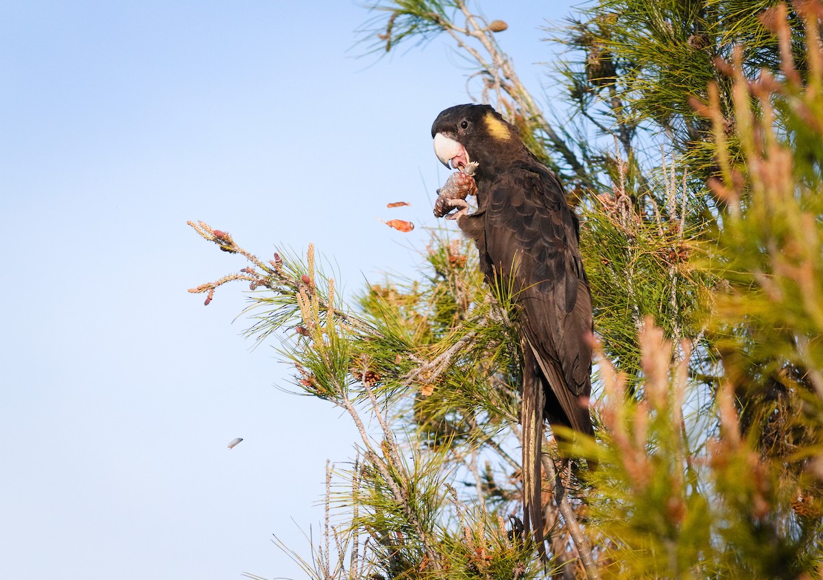 Yellow-tailed Black-Cockatoo - ML642746999