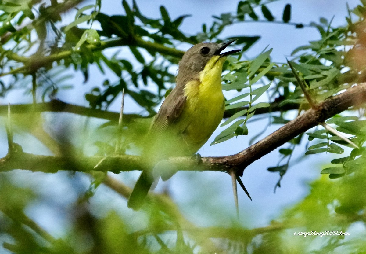 Golden-bellied Gerygone - ML642747003