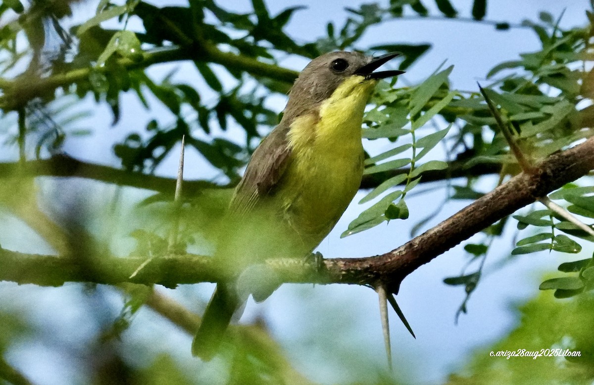 Golden-bellied Gerygone - ML642747004
