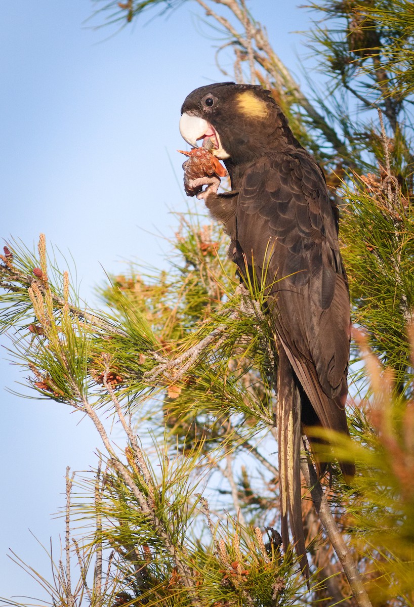 Yellow-tailed Black-Cockatoo - ML642747005