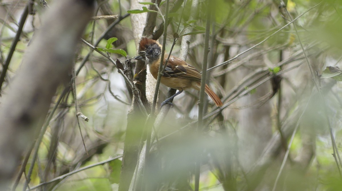 Collared Antshrike - ML642747009