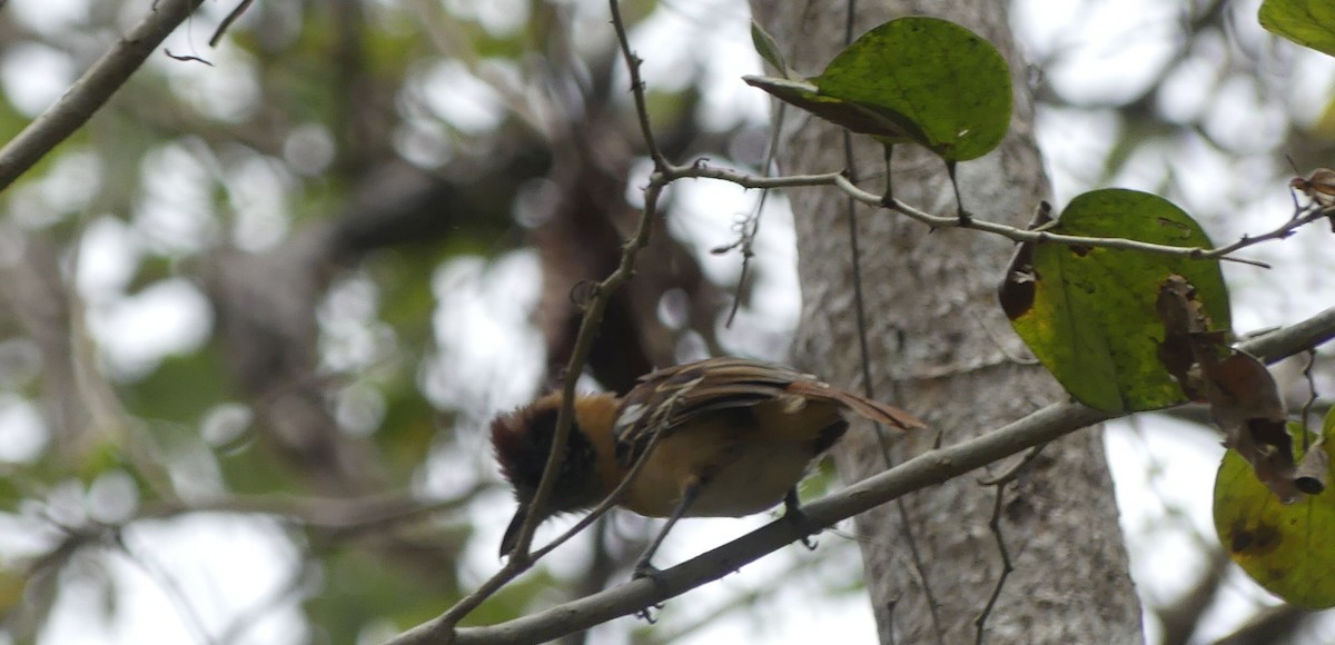 Collared Antshrike - ML642747010