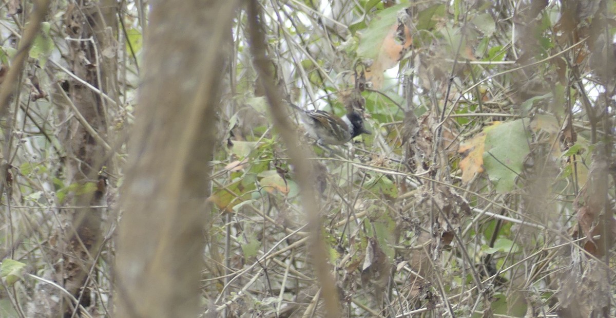 Collared Antshrike - ML642747011