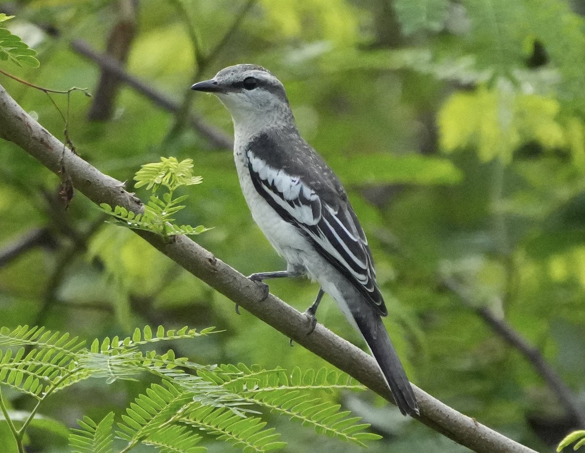 Pied Triller - ML642747012