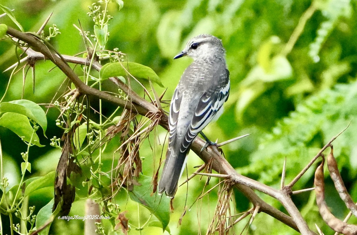 Pied Triller - ML642747013