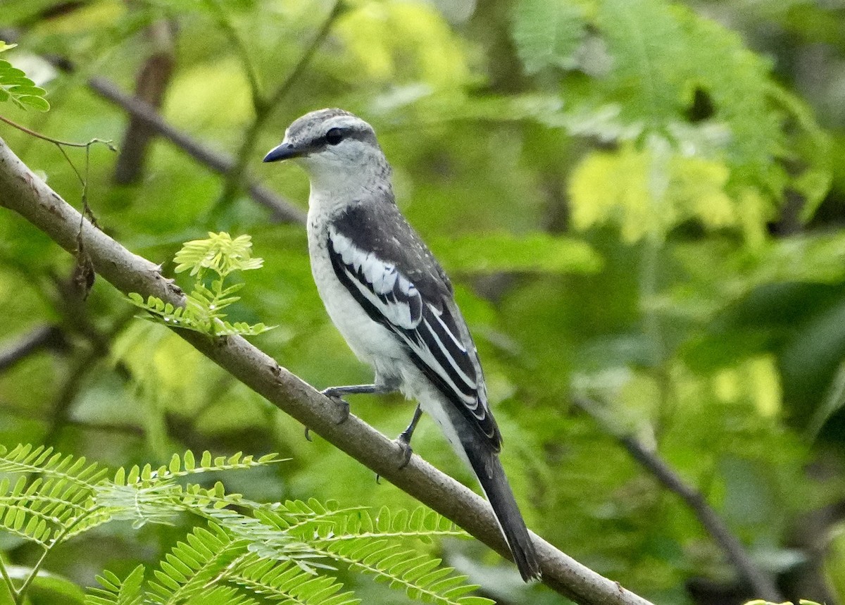 Pied Triller - ML642747014