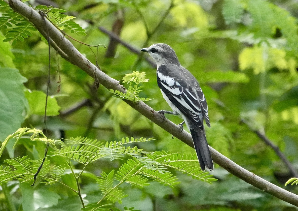Pied Triller - ML642747015