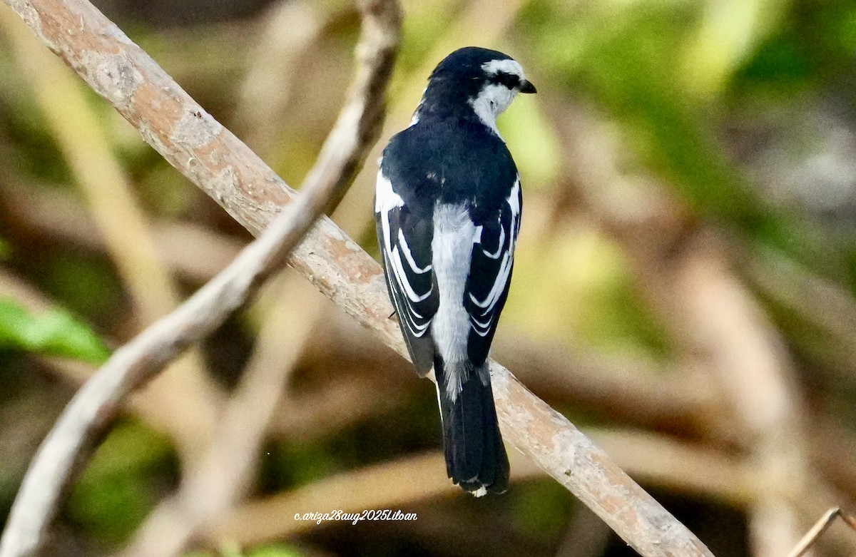 Pied Triller - ML642747016
