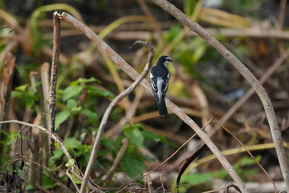 Pied Triller - ML642747017