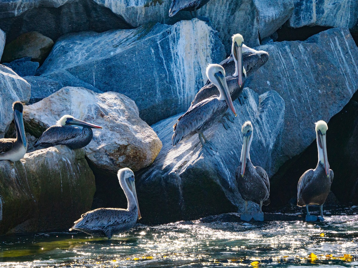 Brown Pelican - ML642747026
