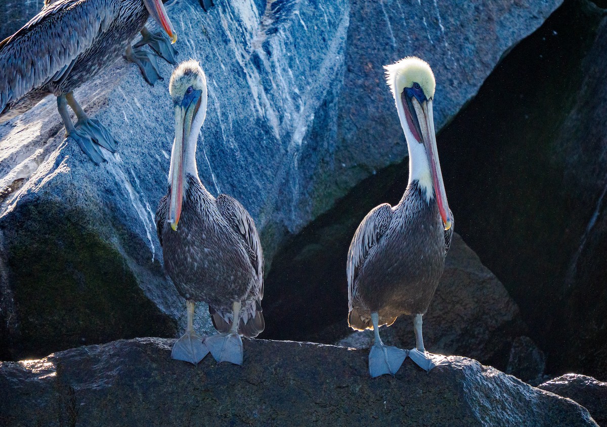 Brown Pelican - ML642747027
