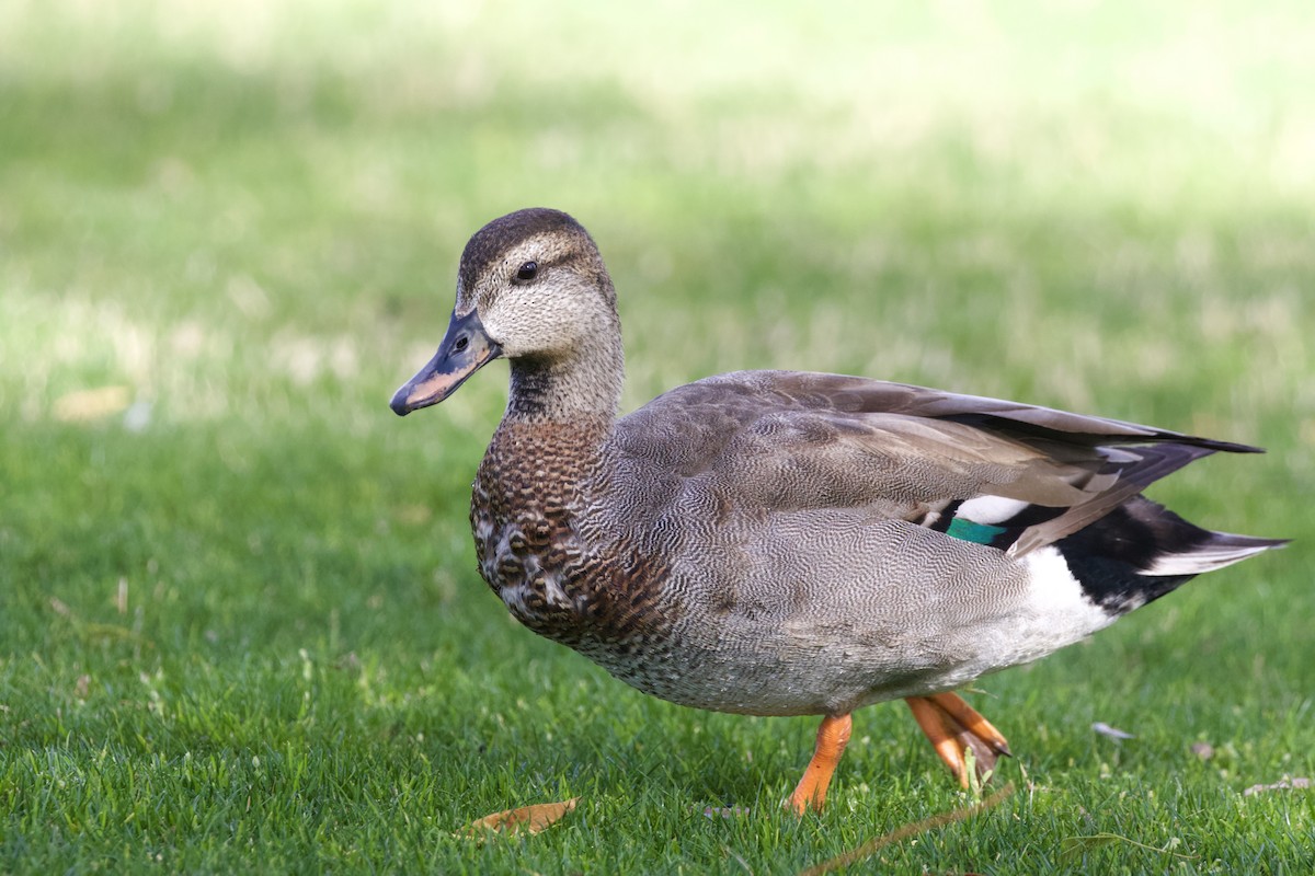 Gadwall x Mallard (hybrid) - ML642747028