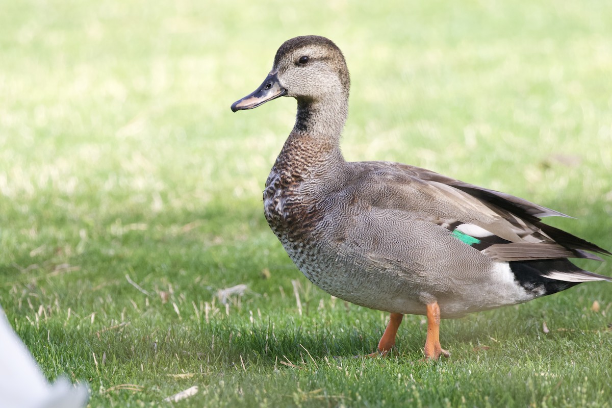 Gadwall x Mallard (hybrid) - ML642747029