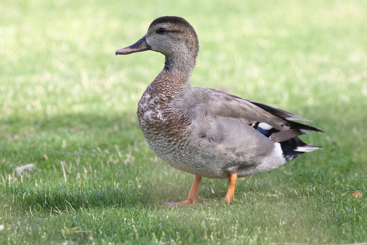 Gadwall x Mallard (hybrid) - ML642747030